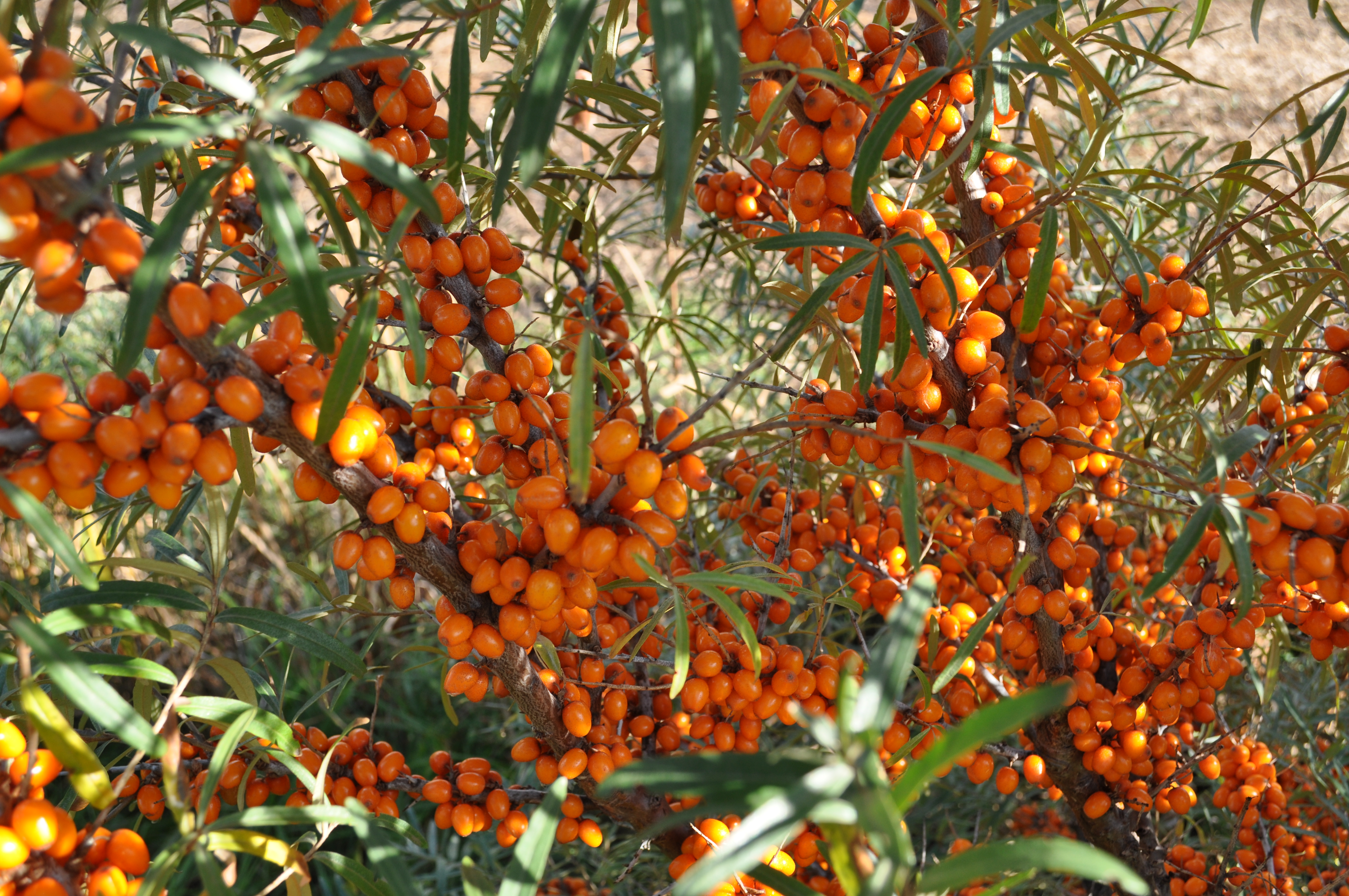 argousier GOÛTEZ LOTBINIÈRE