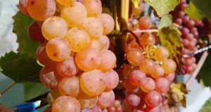 20190921_153334.jpg__490x260_q75_crop_subsampling-2