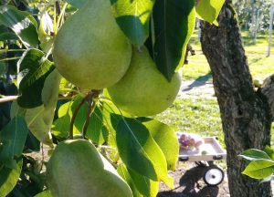 20190929_155914.jpg__945x680_q75_crop_subsampling-2