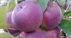 20190929_161240_burst01.jpg__490x260_q75_crop_subsampling-2