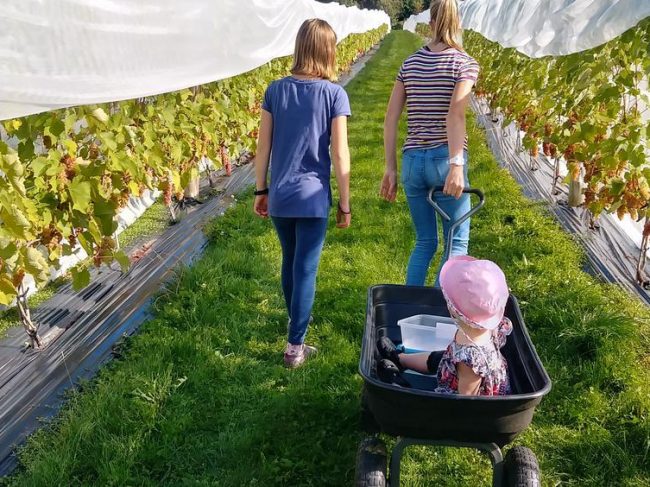 Vendanges, autocueillette et cultures d’ICI