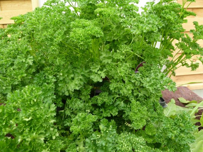 BouquetPersil