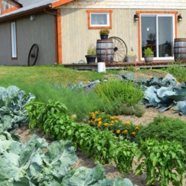 Manger local : pourquoi et comment ?