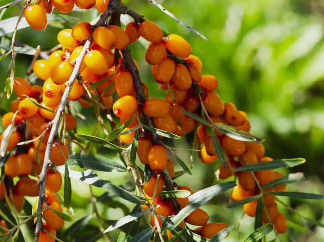 Autocueillette des petits fruits