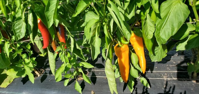 Piments