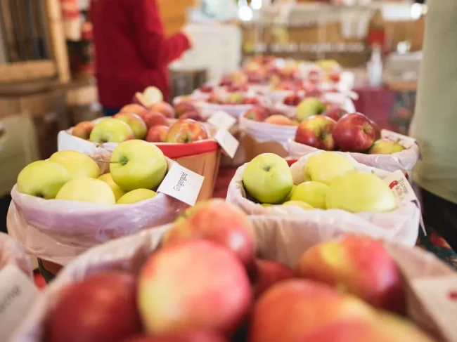 Autocueillette des pommes