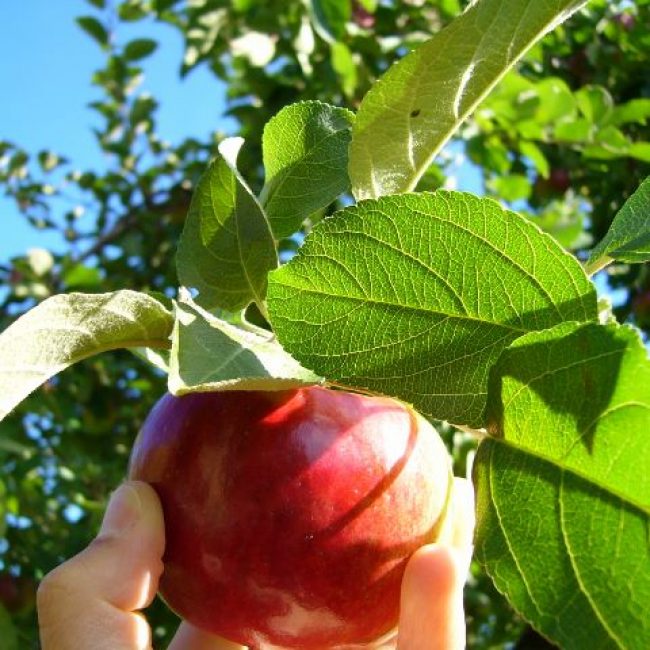 Formation agroalimentaire en marketing