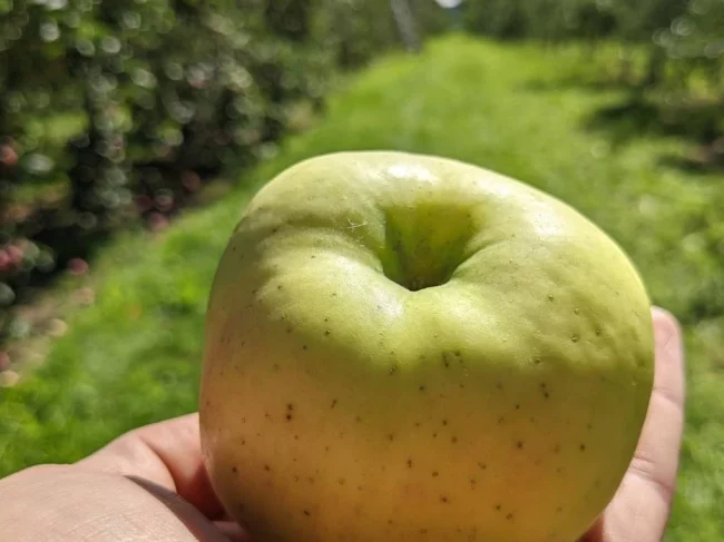 Virée gourmande – À L’Orée du bois, Cidrerie et Ferme fruitière