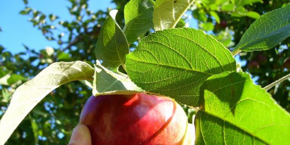 Formation agroalimentaire en marketing