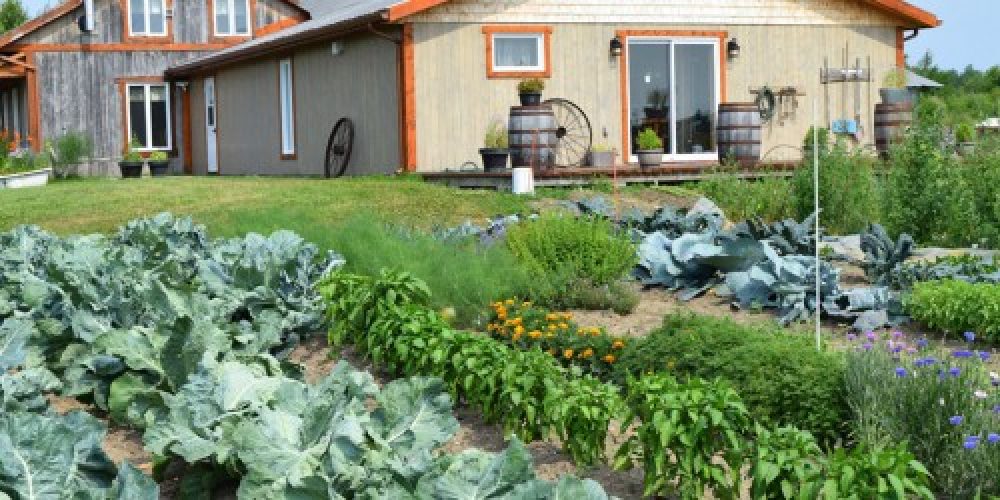 Manger local : pourquoi et comment ?