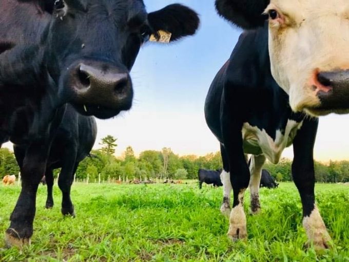 vache/champs