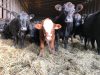 vache1