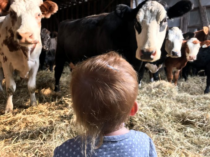 vache2