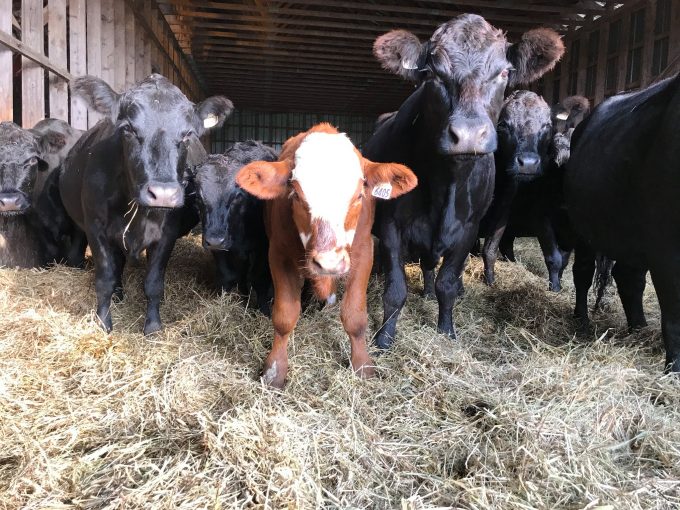 vache1