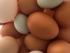oeufs
