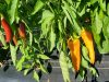 Piments