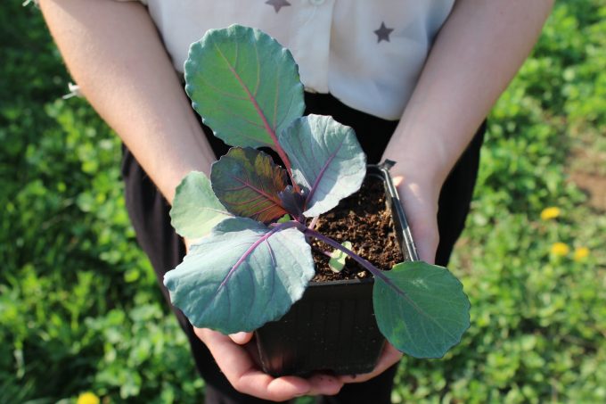 Plant