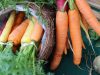 Carottes