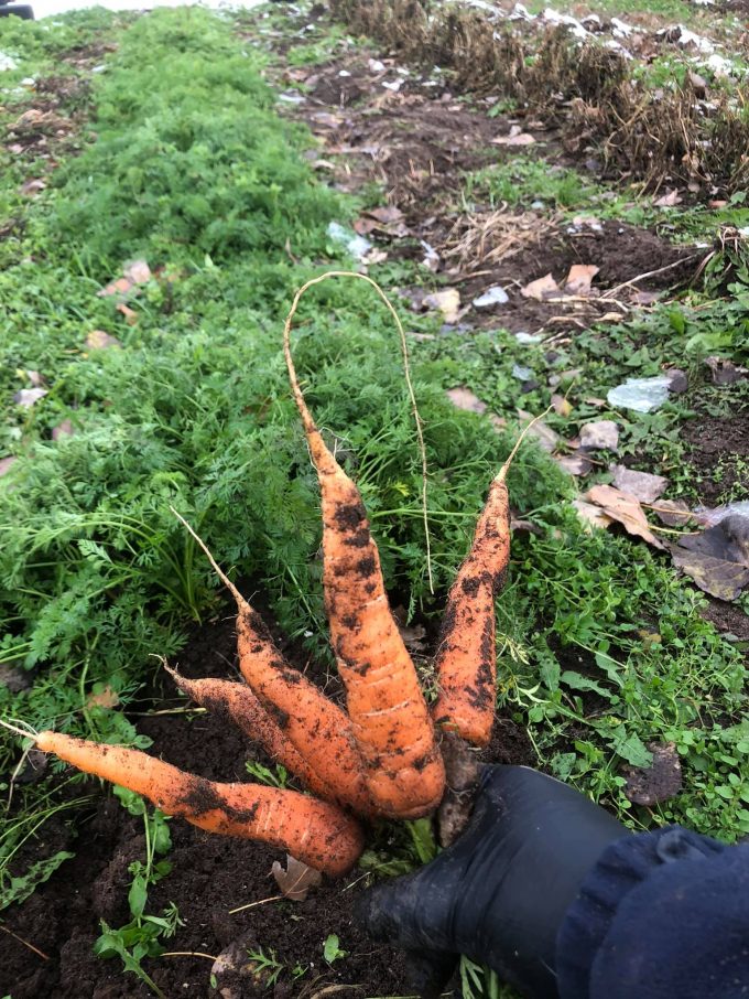 carottes