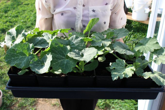 Plants