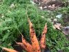 carottes