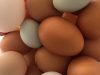 oeufs