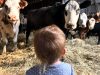 vache2