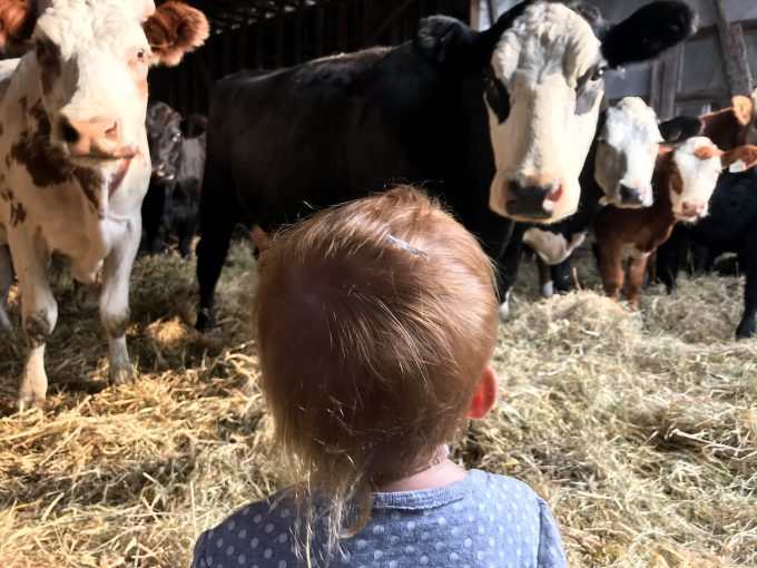 vache2