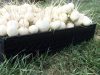Légumes