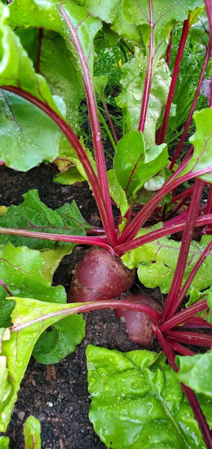 légume