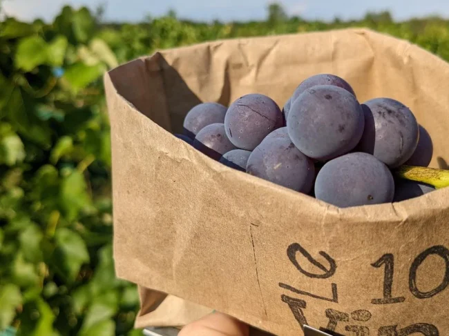 Immersion dans le monde du raisin avec le Vignoble 10-Vin