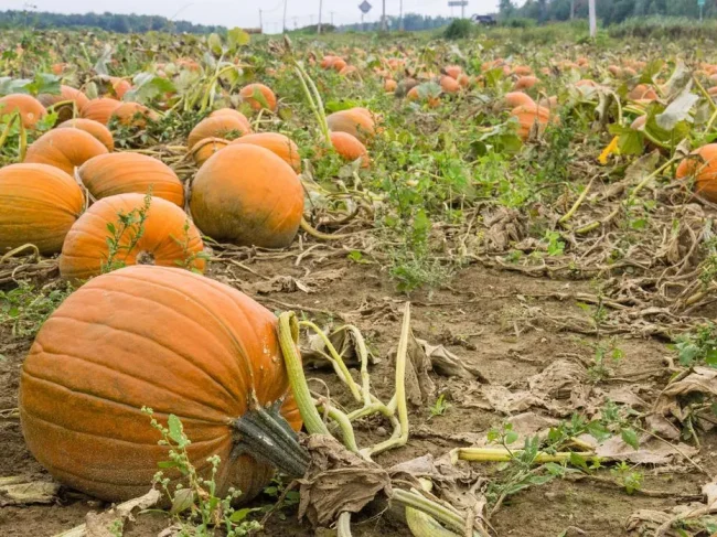 Pour cueillir ou acheter vos citrouilles!